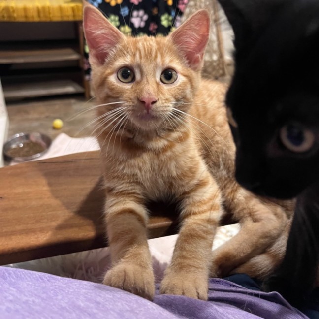 Photo of Pumpkin🎃