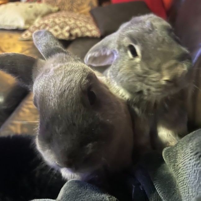 Photo of Pebble And Rocky