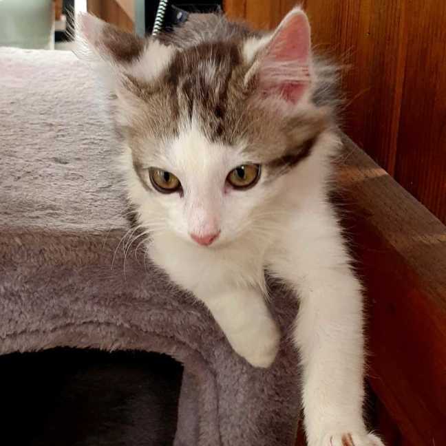 Photo of Biscuit