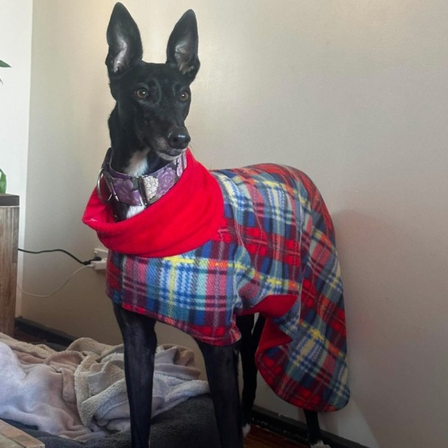 Photo of Violet, The Greyhound