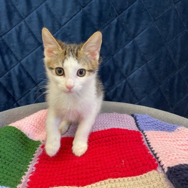 Photo of Comet