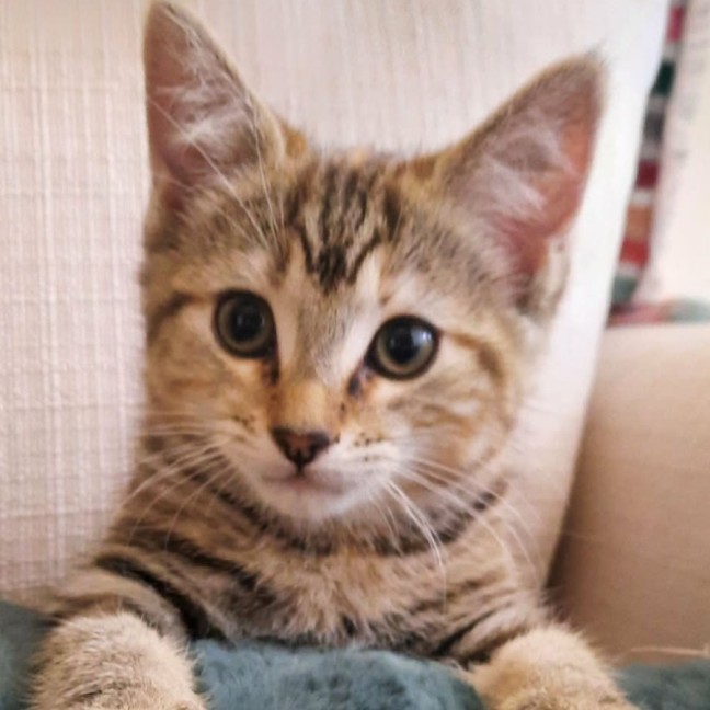 Photo of April *9 Lives Project Rescue*