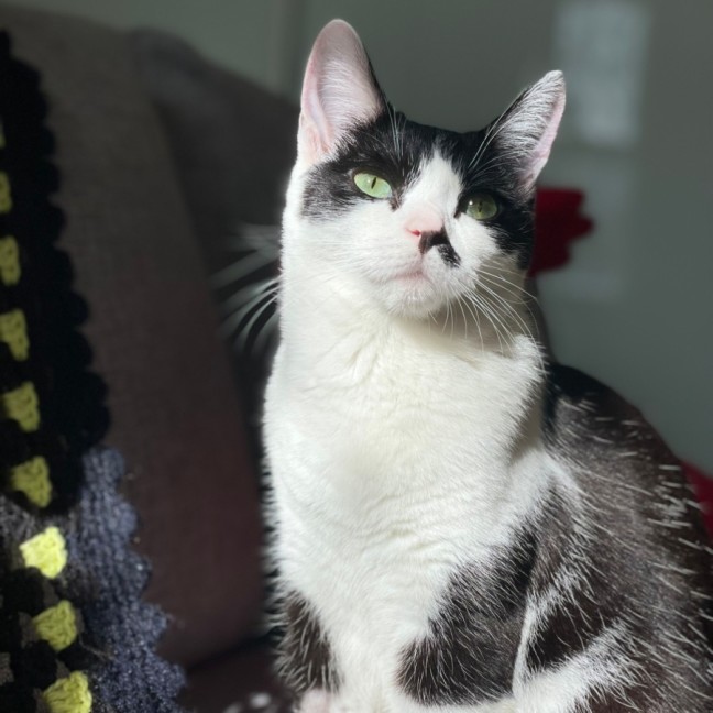 Photo of Magpie