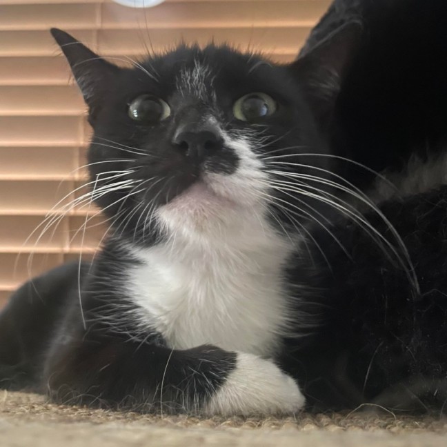 Photo of Cha Cha And Mia