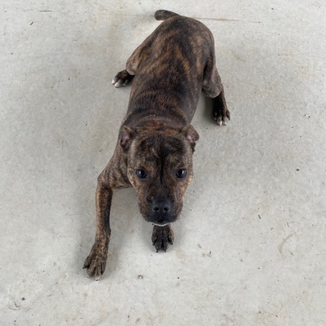 Photo of Pumba