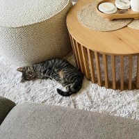 Photo of Juniper And Jinn