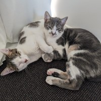 Photo of Chai And Mochi