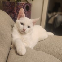 Photo of August ** 2nd Chance Cat Rescue**
