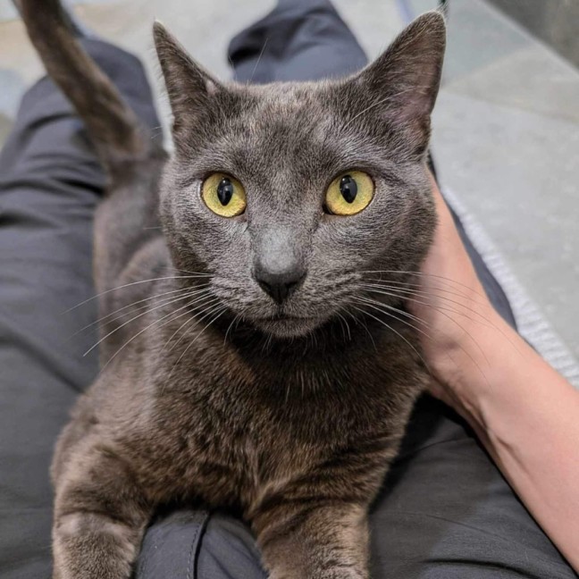 Photo of 🩶Shoto!🩶