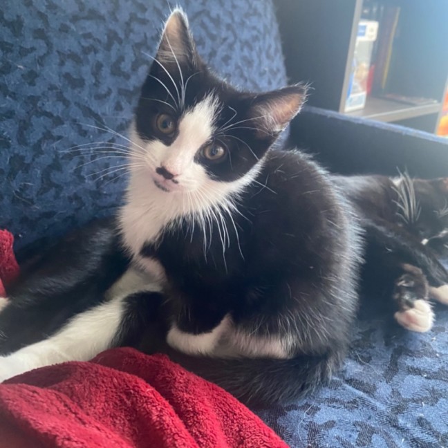 Photo of Logan **2nd Chance Cat Rescue**