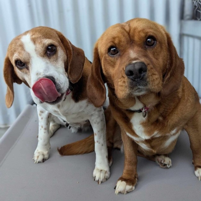 Photo of Ginger & Amy