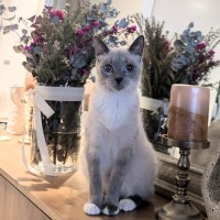 Photo of Indi