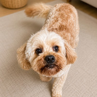 Photo of Toast