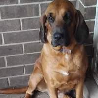 Photo of Dixie & Daisy