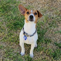 Photo of Rue   18 Month Old Jack Russell X