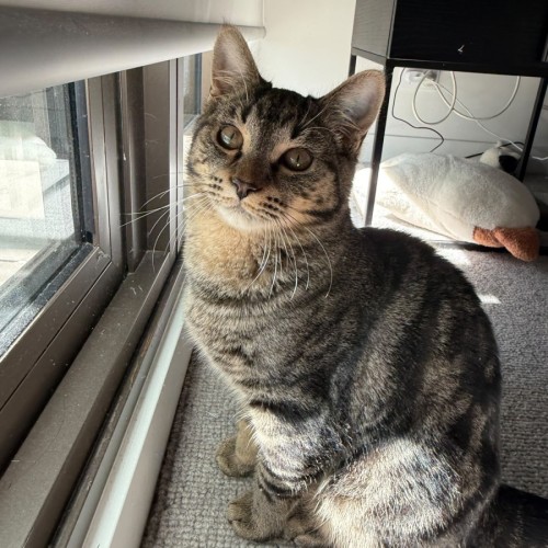 Matata - Domestic Short Hair (DSH) Cat