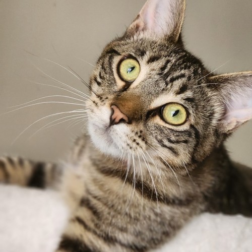 Chandler - Domestic Short Hair (DSH) Cat