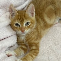 Photo of Simba 🐈🧡