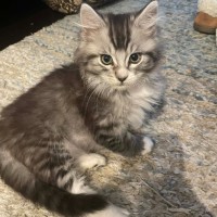 Photo of King Fluffernutter 