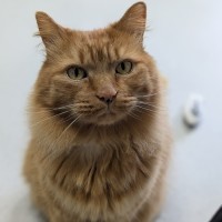 Photo of 🧡 Barney 5588 🧡