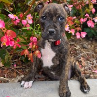 Photo of Celeste