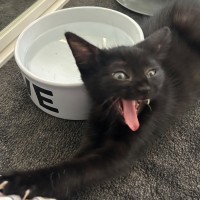 Photo of Nightfury And Horizon 