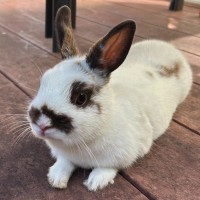 Photo of Marshmallow ~ Netherland Dwarf Bunny Rabbit