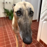 Photo of Lilli