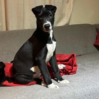 Photo of Buttercup