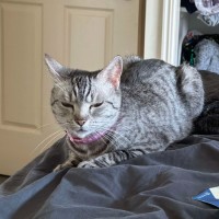 Photo of Pixie