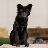 Photo of Shadow   18 Month Old Dingo Hybrid