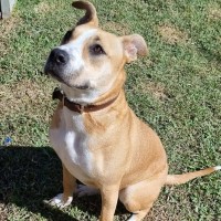 Photo of Stella