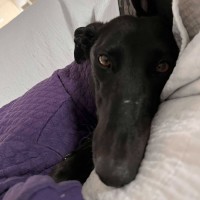 Photo of Izzy, The Greyhound