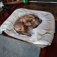 Photo of Harley
