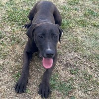 Photo of Bear