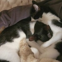 Photo of Rocky Road & Oreo