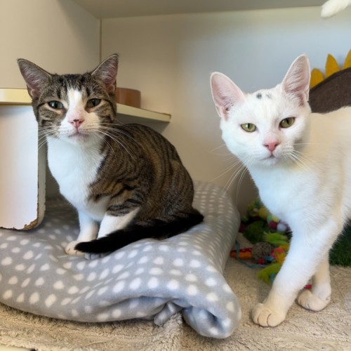 Cas - Domestic Short Hair (DSH) Cat