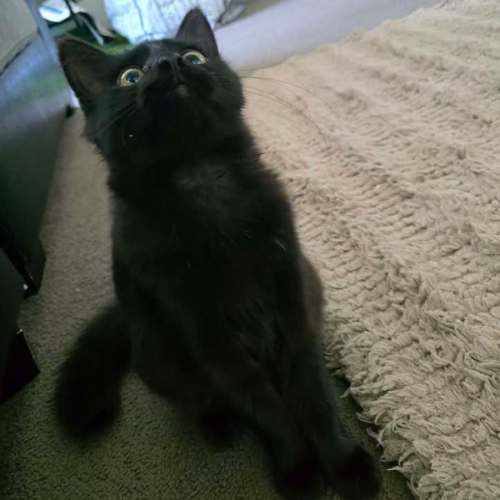 Nyx - Domestic Medium Hair (DMH) Cat