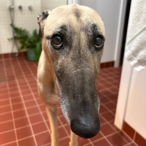 Lilli - Greyhound Dog