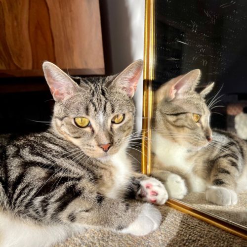 Milo - Domestic Short Hair Cat