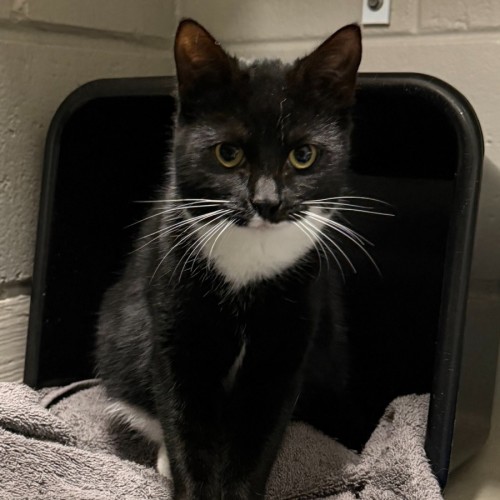 Effie - Domestic Short Hair (DSH) Cat