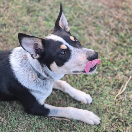 Ryke (Ry-kah) - Australian Cattle Dog