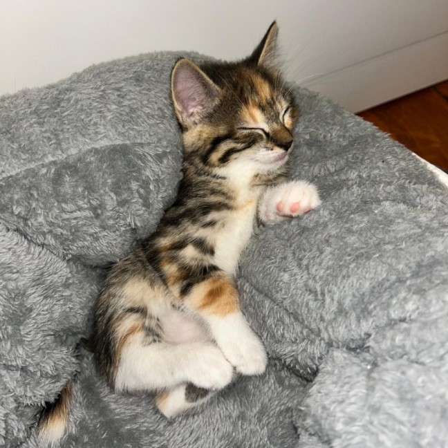 Photo of Mabel