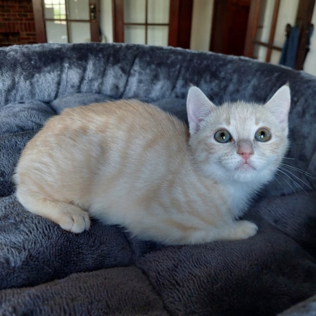 Photo of Lemon Meringue