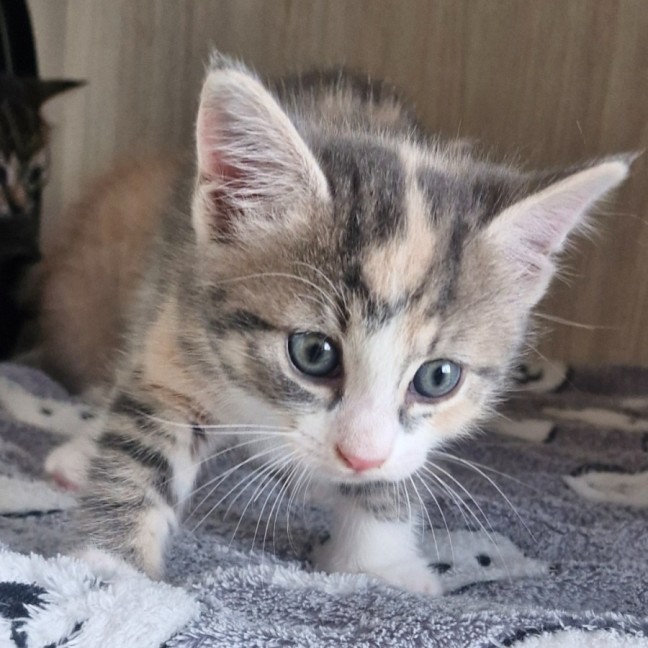 Photo of C1509 Alexis