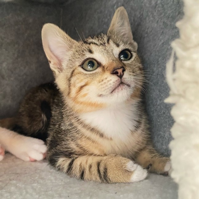 Photo of Maddox & Maverick