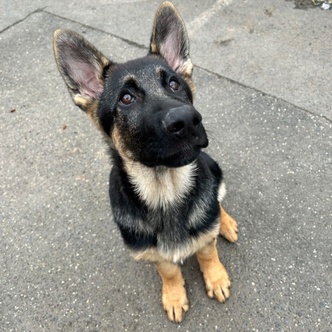 Photo of Sage
