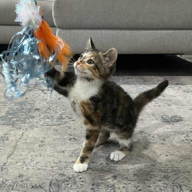 Photo of Piper 😽😽😽🌸