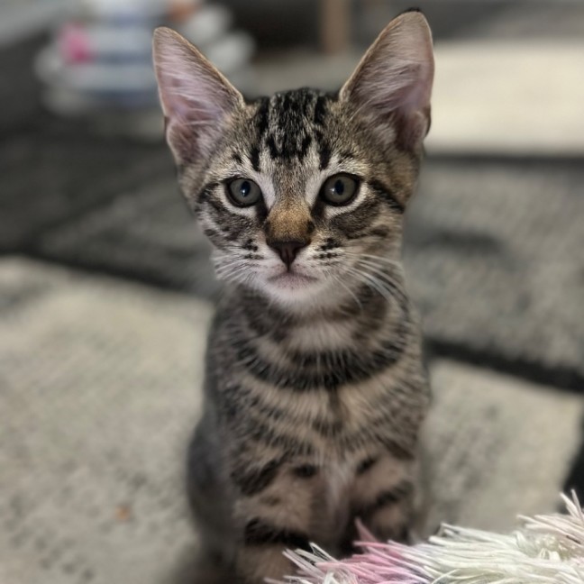 Photo of Declan 🩵🐾