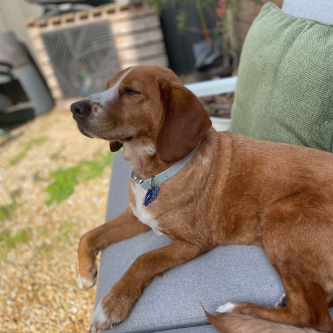 Photo of Happy   5.5 Year Old Beagle X Springer Spaniel